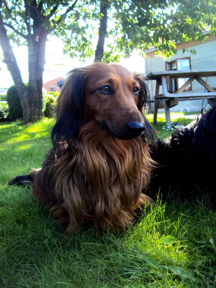 Dværggravhund Oskar - Jeg elsker dig Oskar, og vil dig kun det bedste, derfor gav jeg slip.  billede 15