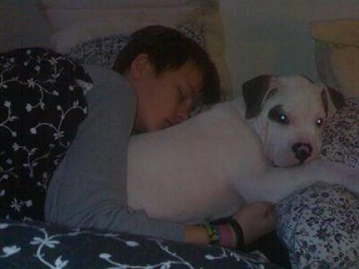 Amerikansk bulldog Topp Magic Manse R.I.P  - Jeg elsker at putte, specielt under dynen....Det hænder at mor løfter dynen og beklager sig over en vis dunst......IKKE MIIGGG! billede 3