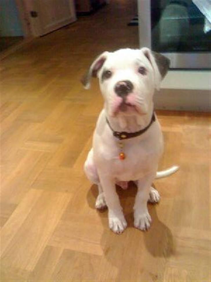 Amerikansk bulldog Topp Magic Manse R.I.P  billede 4