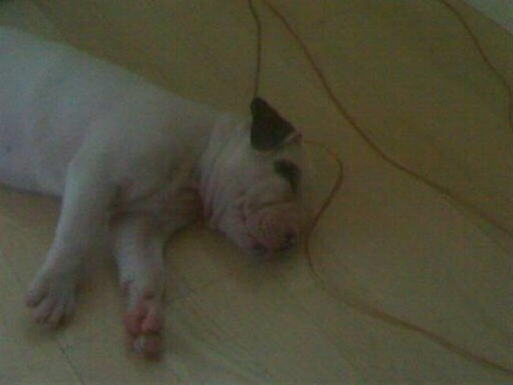 Amerikansk bulldog Topp Magic Manse R.I.P  billede 5