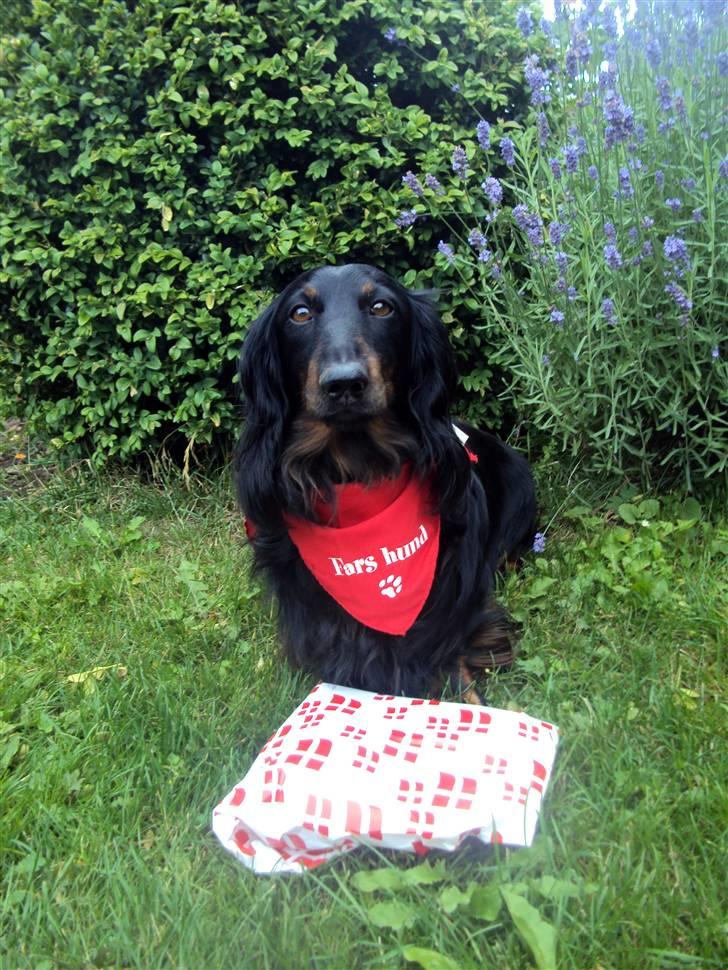 Gravhund Sigurd - Sigurd på sin syv års fødselsdag. Han elsker at pakke gaver op, så for hans skyld blevet legetøjet pakket ind. :) billede 11