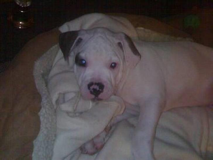 Amerikansk bulldog Topp Magic Manse R.I.P  - Manse i sin nye kurv......11 uger gammel billede 6