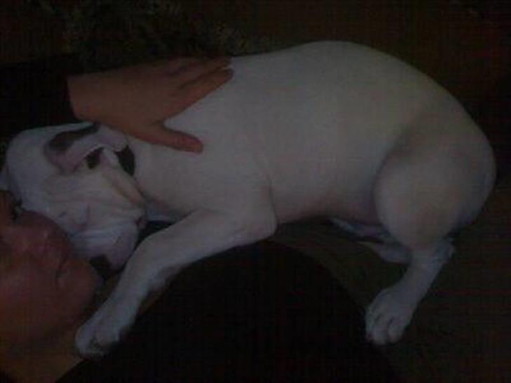 Amerikansk bulldog Topp Magic Manse R.I.P  - Jeg kan ikke komme tæt nok på mor, når vi putter.....DET ER SÅ DEJLIGT! billede 7