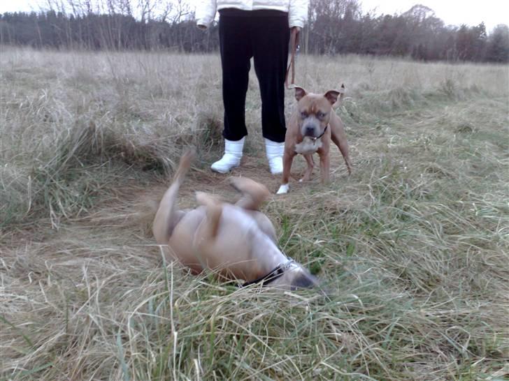 Amerikansk staffordshire terrier Kovu billede 12