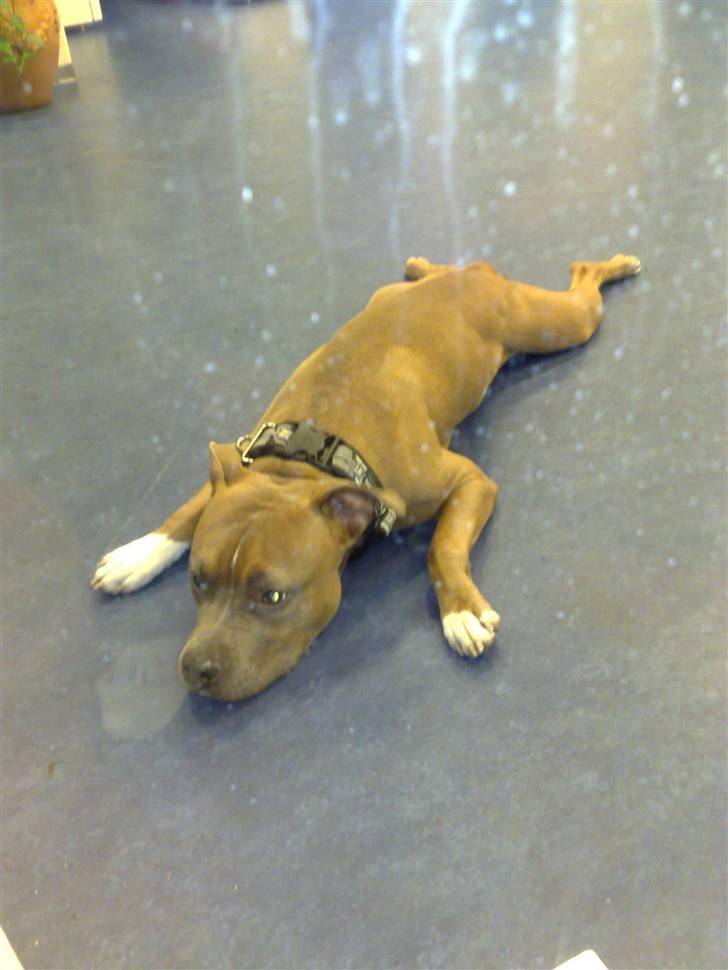 Amerikansk staffordshire terrier Kovu billede 13