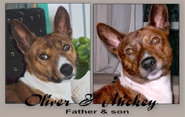 Basenji Mickey - dette er mickey og hans far, Oliver, der desværre ikke er hos os mere  billede 6