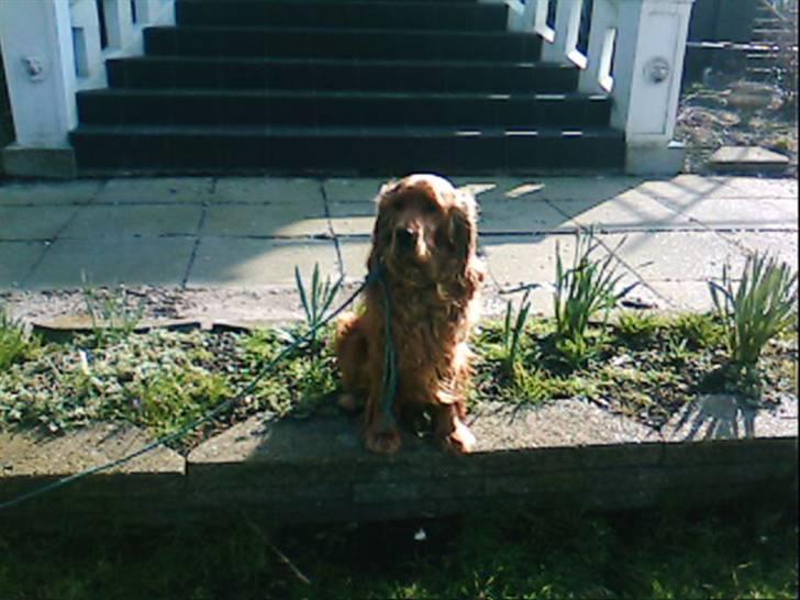 Cocker spaniel Magnus  billede 6