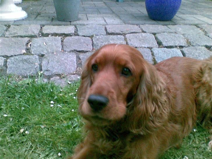 Cocker spaniel Magnus  billede 7