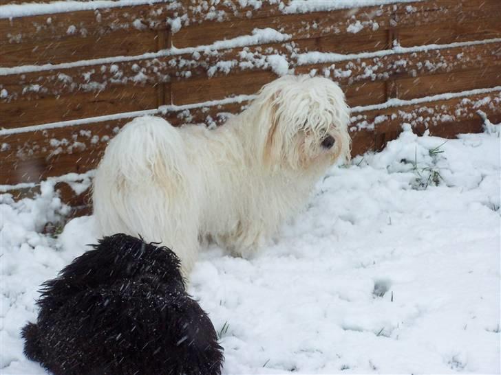 Bichon havanais Chico - Nyder sneen så længe vi har den(7. jan. o8) billede 8