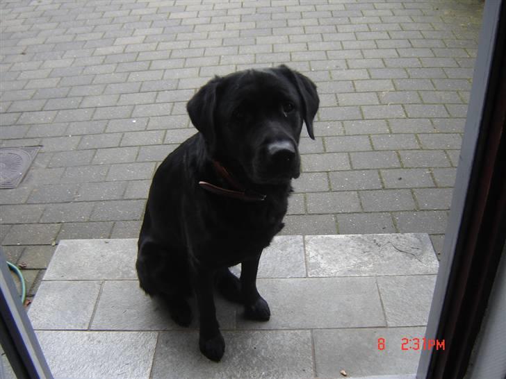 Labrador retriever Oscar billede 4