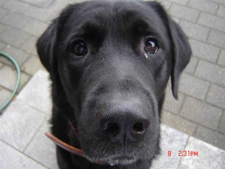 Labrador retriever Oscar billede 5