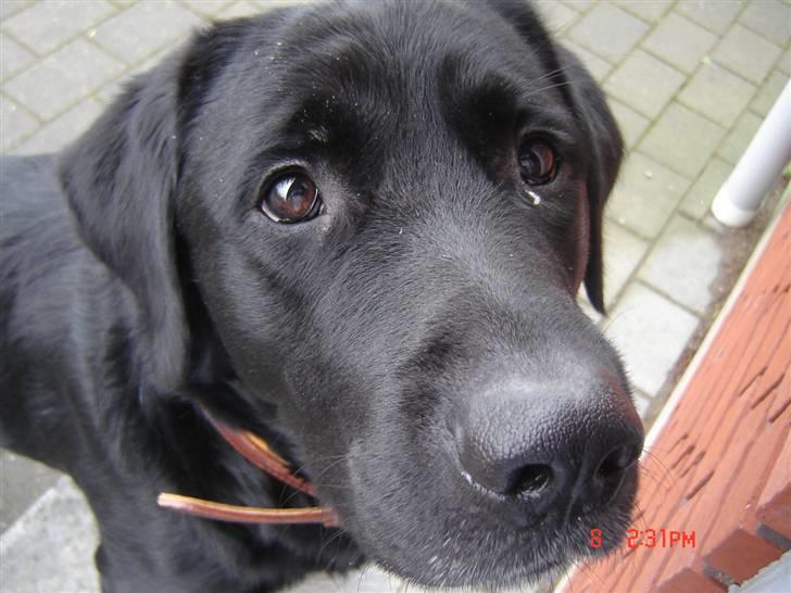 Labrador retriever Oscar billede 6