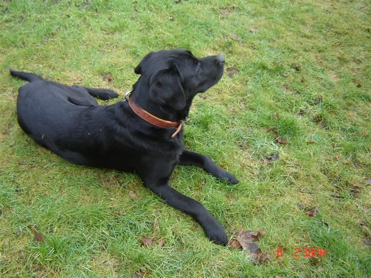 Labrador retriever Oscar billede 7
