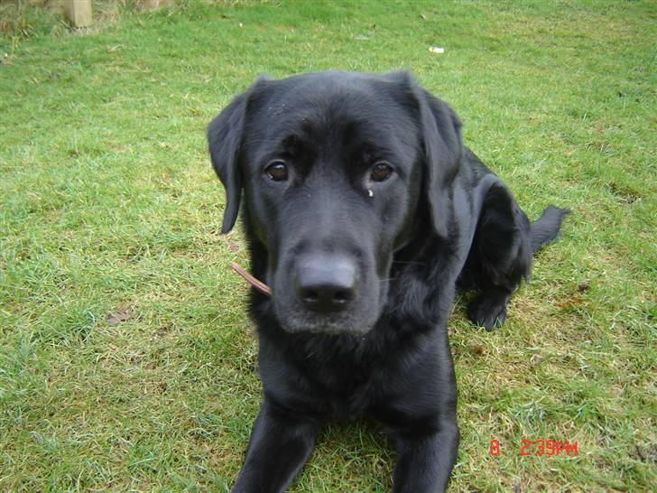 Labrador retriever Oscar billede 8