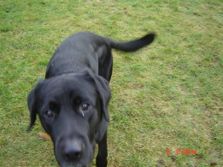 Labrador retriever Oscar billede 9