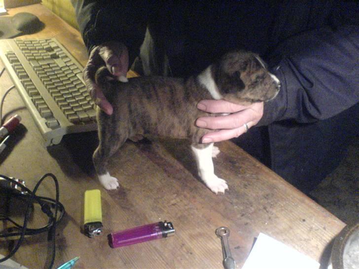 Basenji CarmenLita (fuji) billede 1