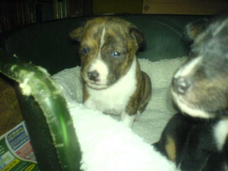 Basenji CarmenLita (fuji) billede 2