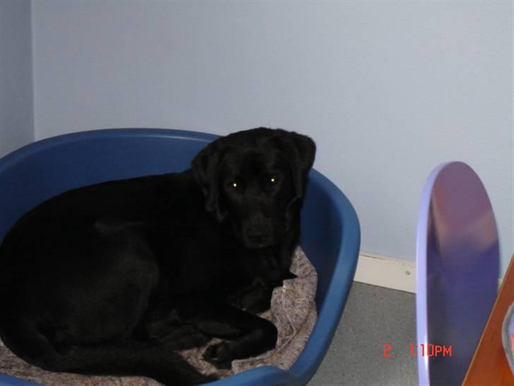 Labrador retriever Oscar billede 10