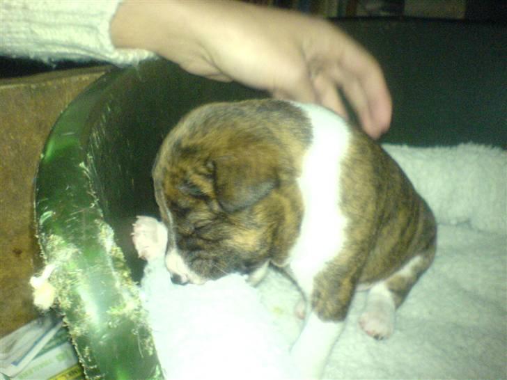 Basenji CarmenLita (fuji) billede 3