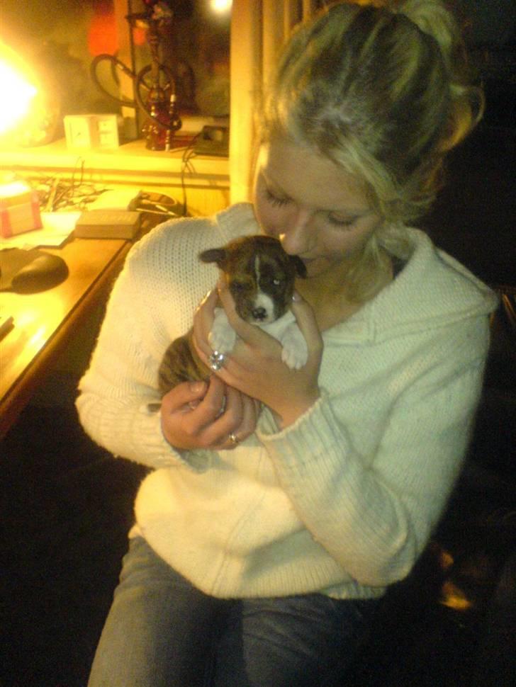 Basenji CarmenLita (fuji) billede 4