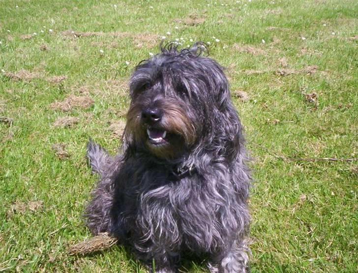 Blanding af racer Tess - det kunne jo være at der var noget at få øje på billede 1