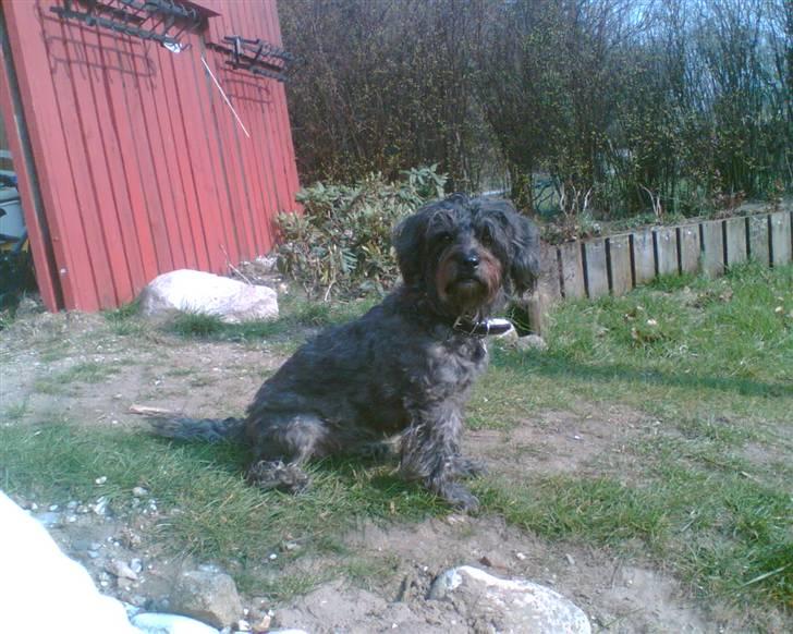 Blanding af racer Tess - hvad?! kigger bare... billede 2