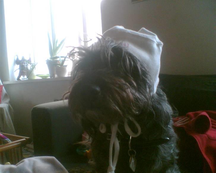 Blanding af racer Tess - så blev man offer for voksnes sjove ideer. flot babyhat hva...? billede 3