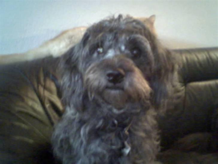 Blanding af racer Tess - hvad laver du mor? billede 4