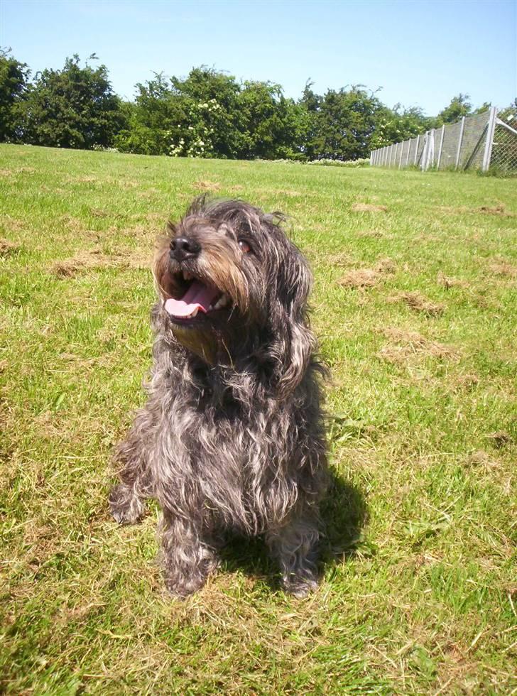 Blanding af racer Tess - uldtot! billede 5