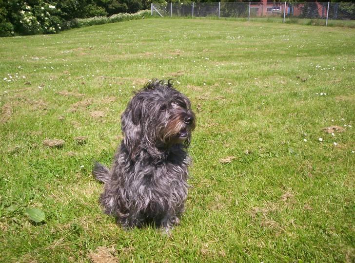 Blanding af racer Tess - det er hårdt at løbe efter... ingenting... billede 6