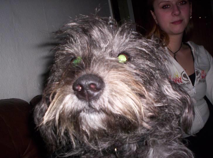 Blanding af racer Tess - evil Tess. muhuhaha... eller bare dårligt lys... billede 7