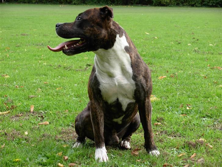 Blanding af racer Coco billede 2
