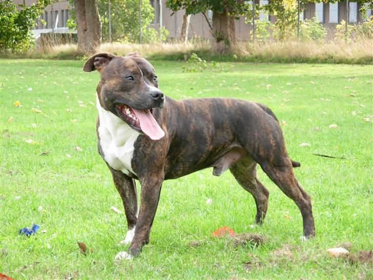 Blanding af racer Coco billede 3