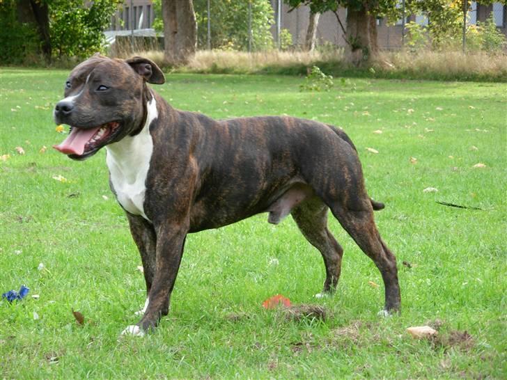 Blanding af racer Coco billede 5