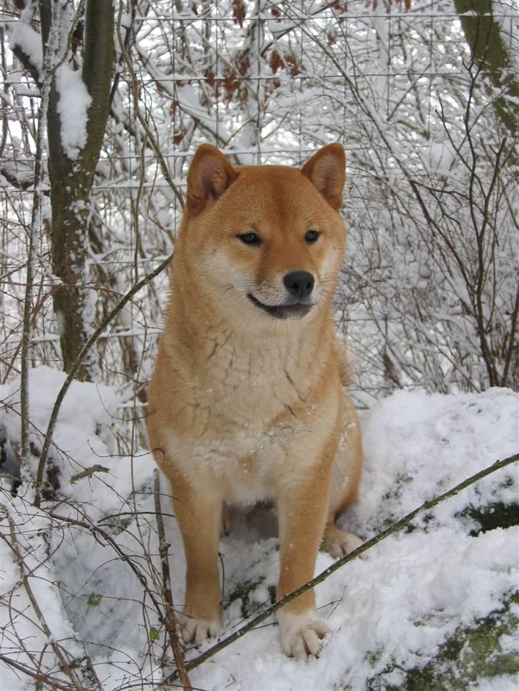 Shiba Nidhøg´s Innmai-Itayji - Itayji er på billedet 7½ måned billede 1