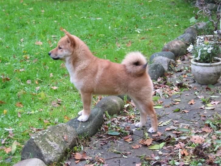 Shiba Nidhøg´s Innmai-Itayji - Itayji er på billedet 4 måneder billede 7