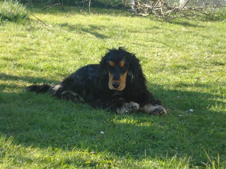 Cocker spaniel Amigo - han er så dejlig ! <3  billede 19