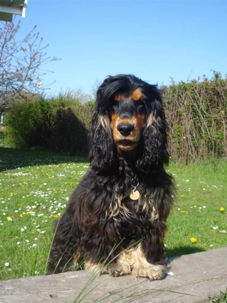 Cocker spaniel Amigo billede 20