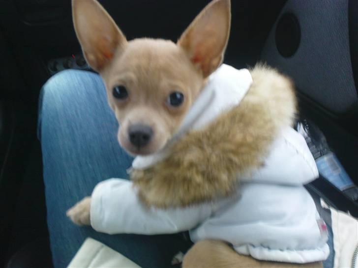 Chihuahua Tonser *HIMMELHUND* - Jeg elsker at kører bil, og putte mig i min varme jakke.  billede 4