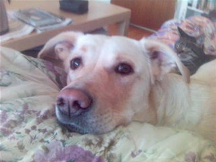 Blanding af racer Freja  - kan du da ikke se at jeg tikker med mine hundeøjne...? billede 16