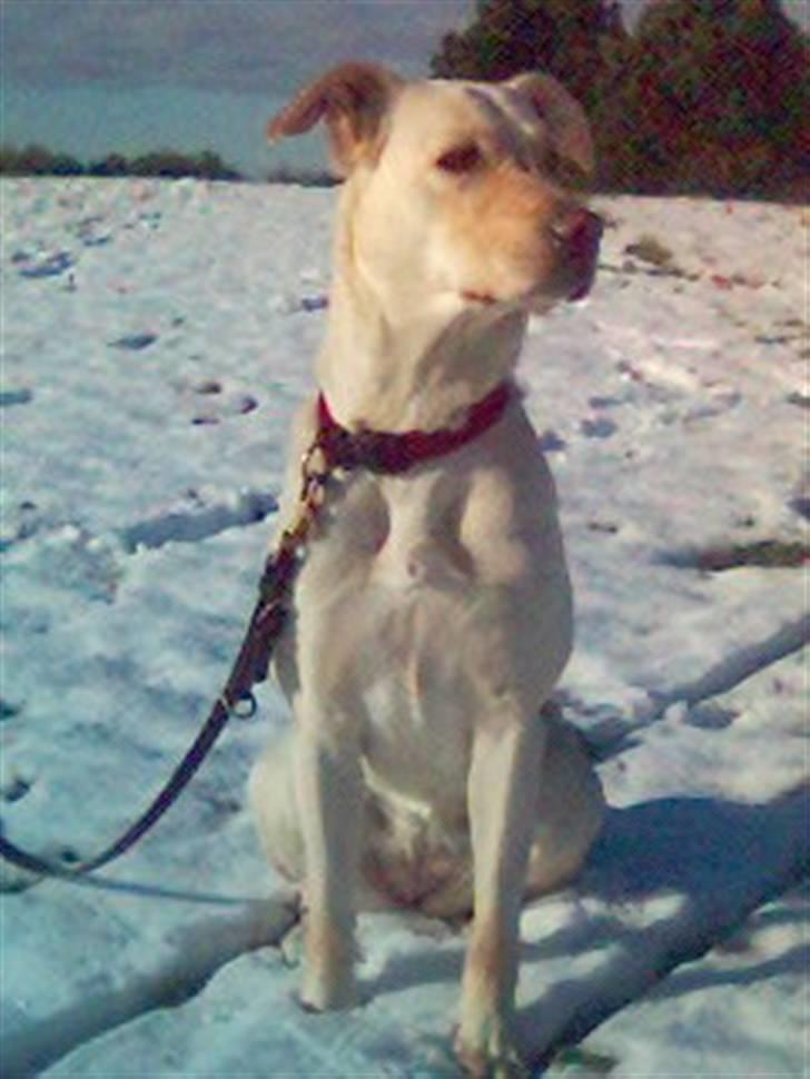 Blanding af racer Freja  billede 17