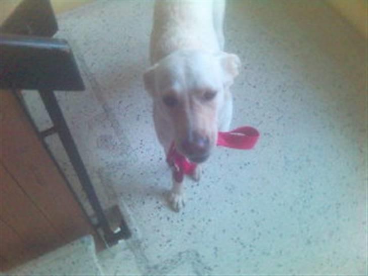 Blanding af racer Freja  - Så skal vi ud og gå, kom nu....  billede 18