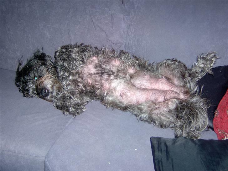 Blanding af racer Tess - man skal ligge godt når man skal slappe ordenligt af billede 8