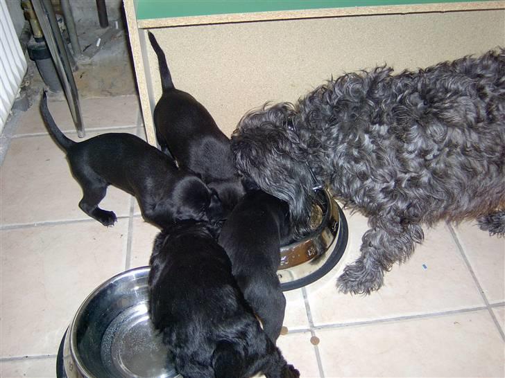 Blanding af racer Tess - fælles spisning.  billede 10