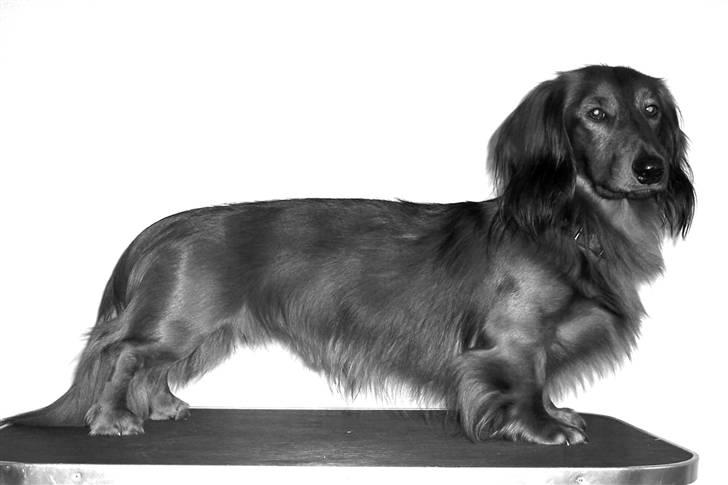 Gravhund #Thor# billede 1