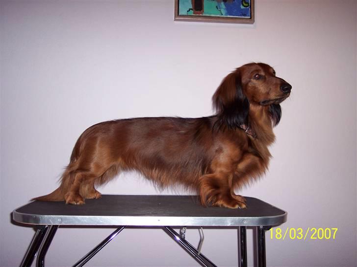 Gravhund #Thor# billede 2