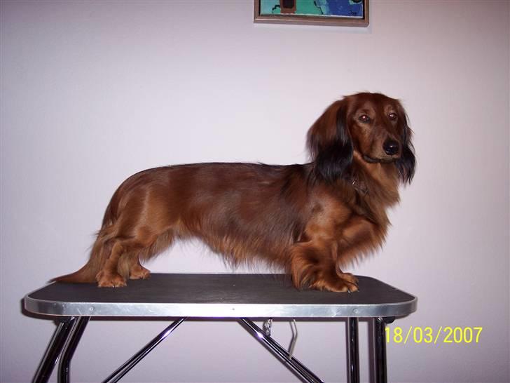 Gravhund #Thor# billede 3