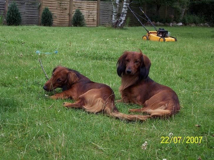 Gravhund #Thor# billede 4