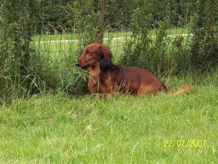 Gravhund #Thor# billede 5