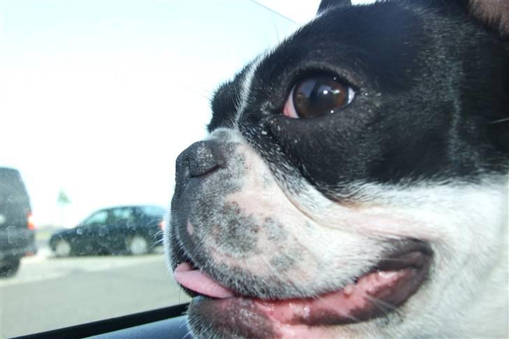 Fransk bulldog Fiona - Fiona  billede 1